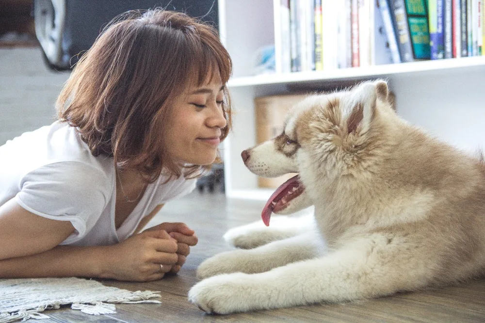animal-dog-feelings-40064