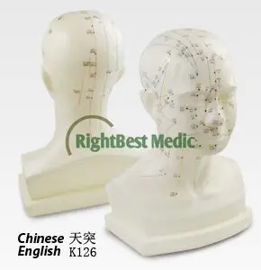 

Free Shipping English Medical Acupuncture Model Human Head Acupuncture Points Model 21cm