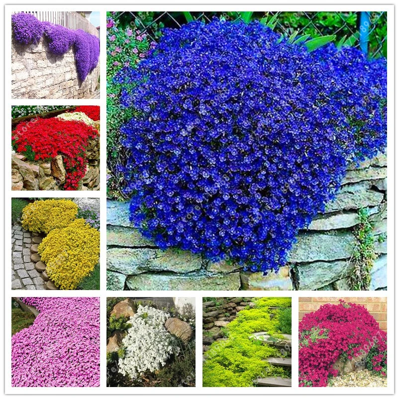 Online Get Flowers Ground Cover Aliexpress Alibaba Group Flower Seeds Creeping Thyme Or Blue Rock Cress Perennial Ground Cover Garden Decoration