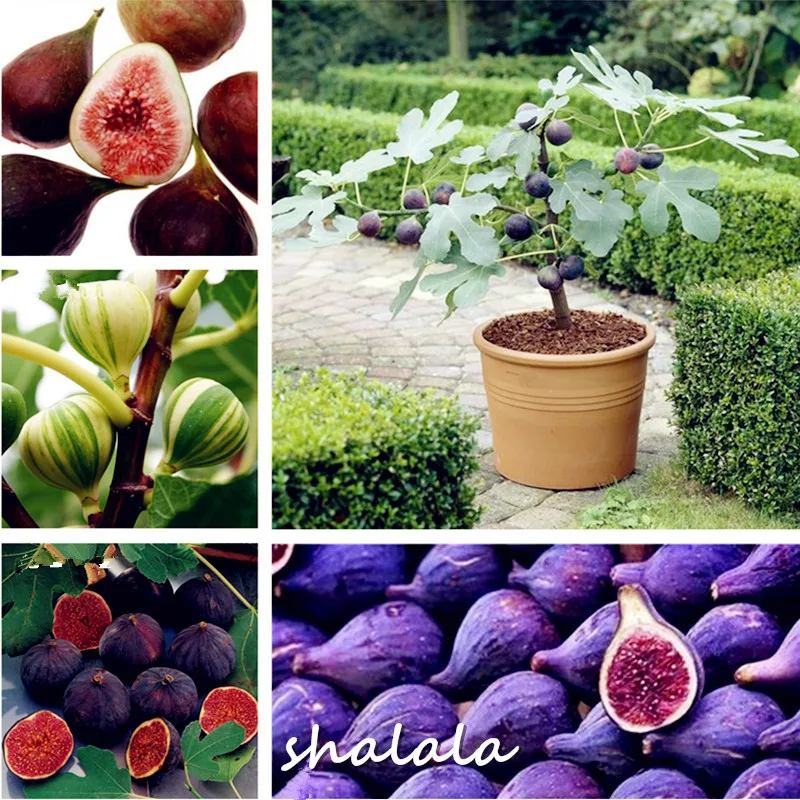 

Mini Fig Bonsai Tree Bonsai Plant Bonsai Rare Fruit Bonsai Natural Growth Home Planting 200pcs