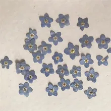 Синий миозотис сильватика DIY прессованный цветок для Iphone X украшения оптом 60 шт