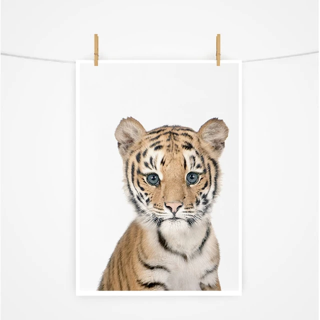 Cute African Animal Tiger Canvas Art Prints And Posters Lovely ...