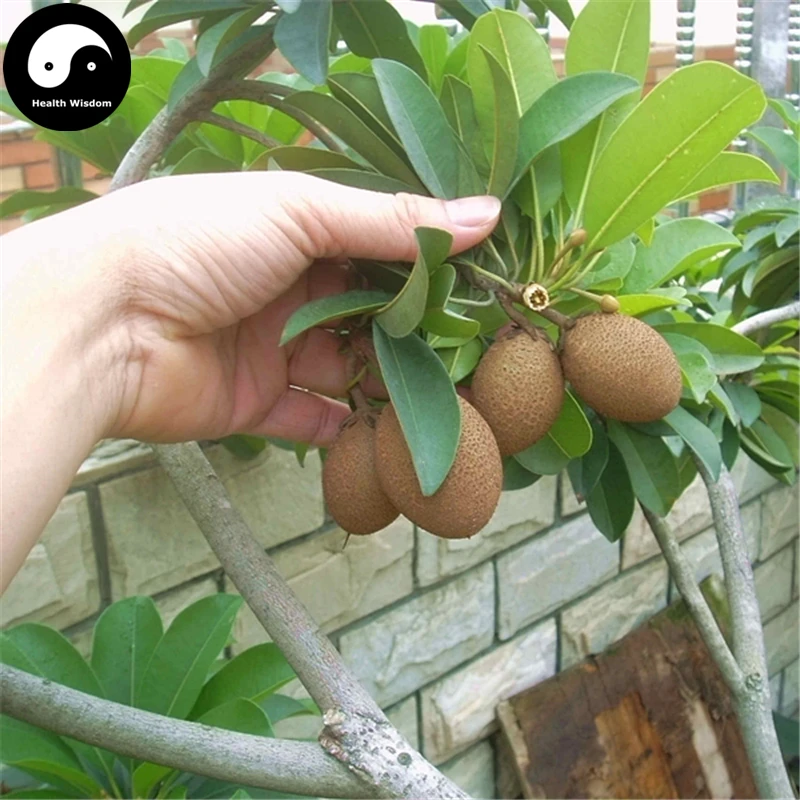 

Buy Rare Sapodilla Fruit Tree Semente 60pcs Plant Heart Fruit For Manilkara Zapota