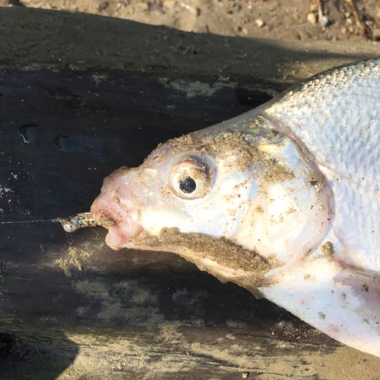 15 шт./пакет Afishlure один Мягкая приманка с хвостом 38 мм 0,36 г корня Рыбалка мягкая искусственная приманка воблер Пластик червяк личинка приманки небольшой приманки