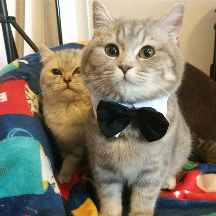 2pcs/lot Gentle Pet Dog Tie Bows Adjustable Grooming Wedding Party 