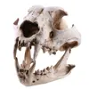 Resin Dog Canine Model Anatomy Skull Head Drawing School Figurine Decor Statues 4