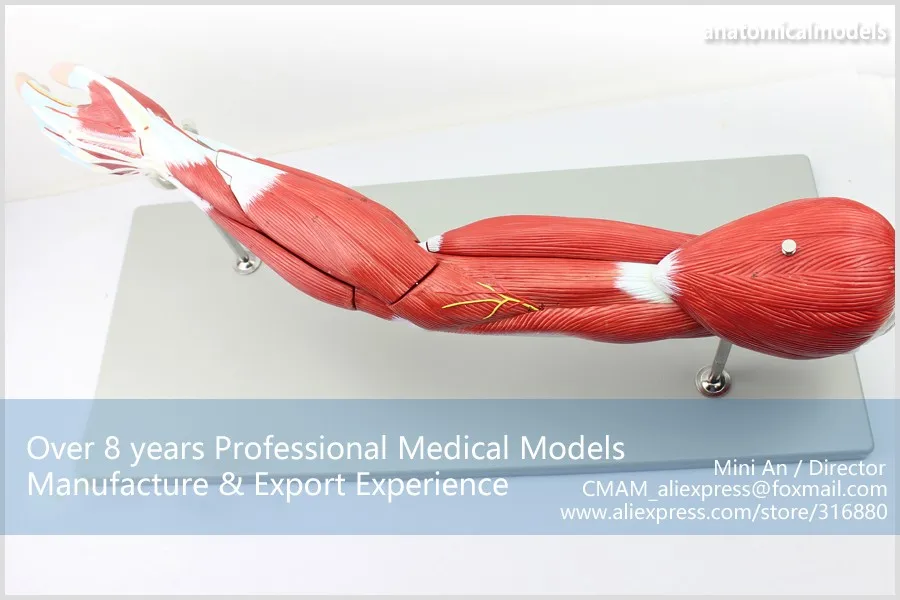 MUSCLE03 CMAM model Muscles of Arm with Main Vessels 2