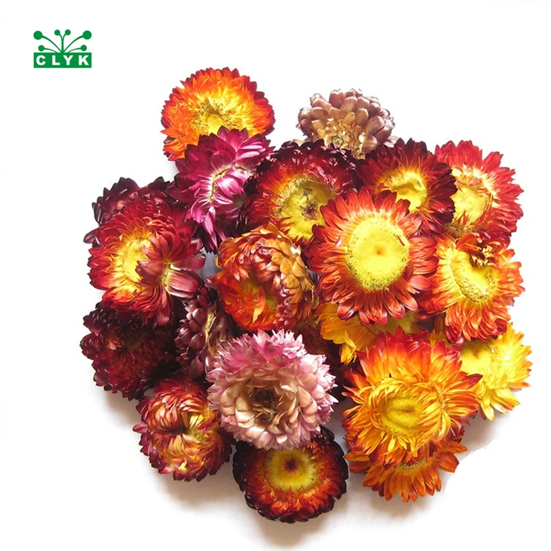 

6PCS Natural dried Bracteantha bracteata flowers Colorful Daisy flowers,dried Colorful Chrysanthemum for home decoration