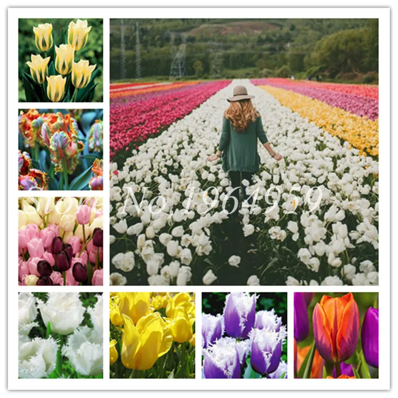

150pcs Tulip Flores Mixed Color Flower Bonsai Ice Cream As Beautiful Tulips Colorful Perennial Plants For Home Garden Decoration