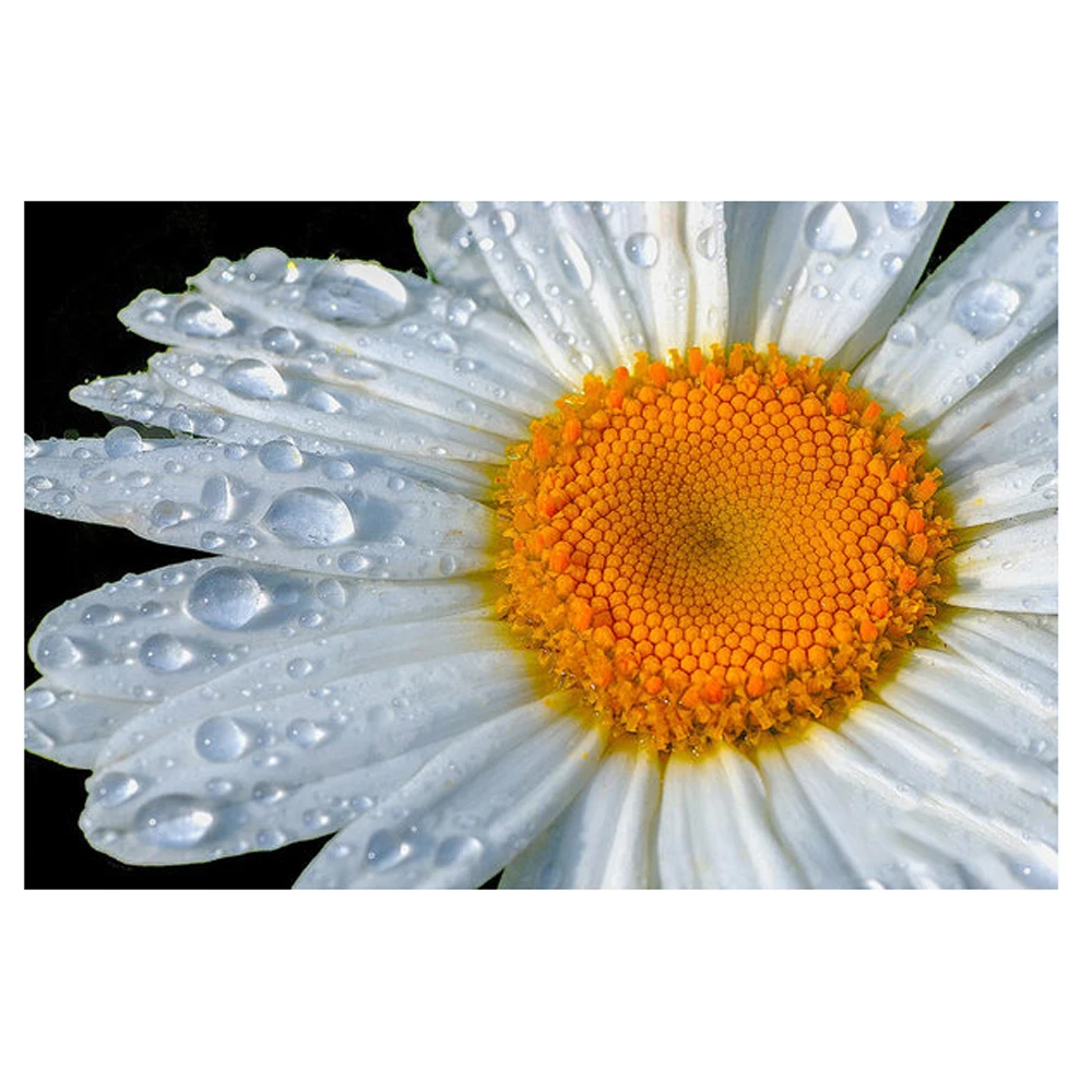

DIY Diamond Painting white Chrysanthemum Diamond Embroidery flower Chrysanthem Diamond Mosaic flower Cross Stitch Home Decor