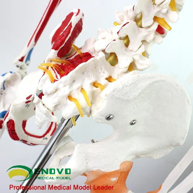 Медицинская модель скелета человека 170 см, модель скелета мышц, образец анатомии позвоночника, ортопедическое обучение