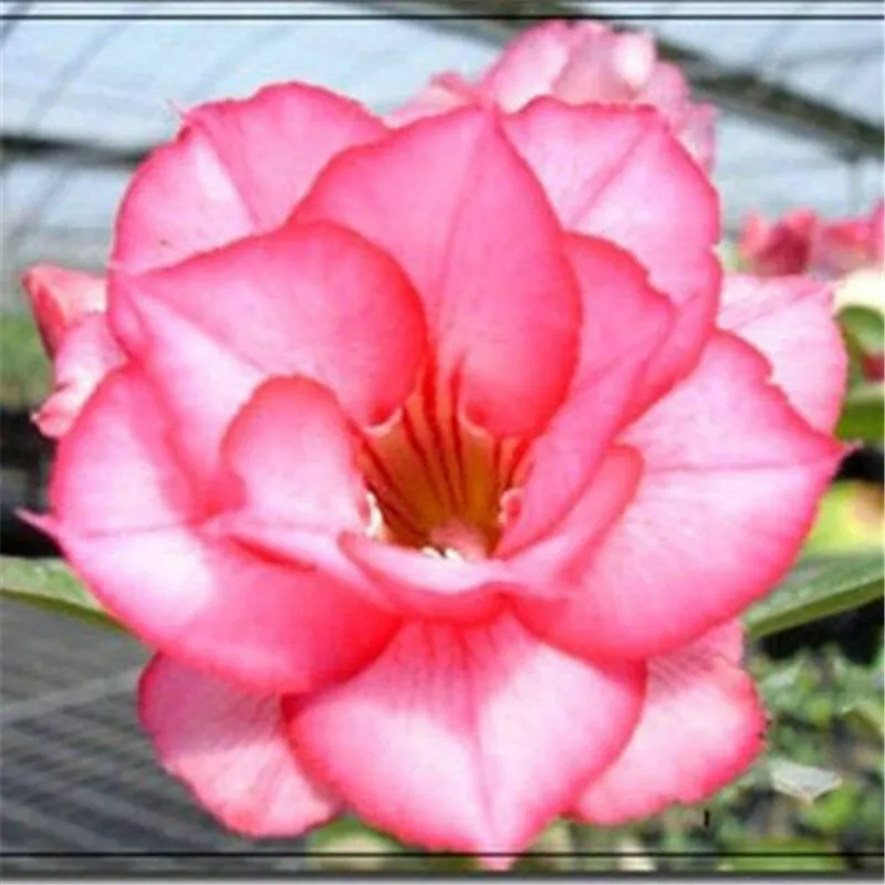 Hot Sale 5 pcs desert rose rare flower indoor bonsai Purifying Air Adenium Obesum garden flowers The Germination Rate 95%