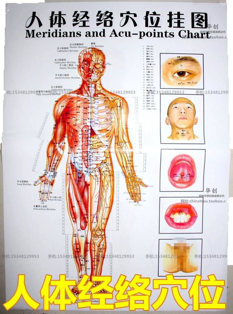 6pcs/set medical Meridian acupuncture wall charts human body meridian points diagrams hand-foot wall charts Scrapping flipchart 6pcs/set medical Meridian acupuncture wall charts human body meridian points diagrams hand-foot wall charts Scrapping flipchart