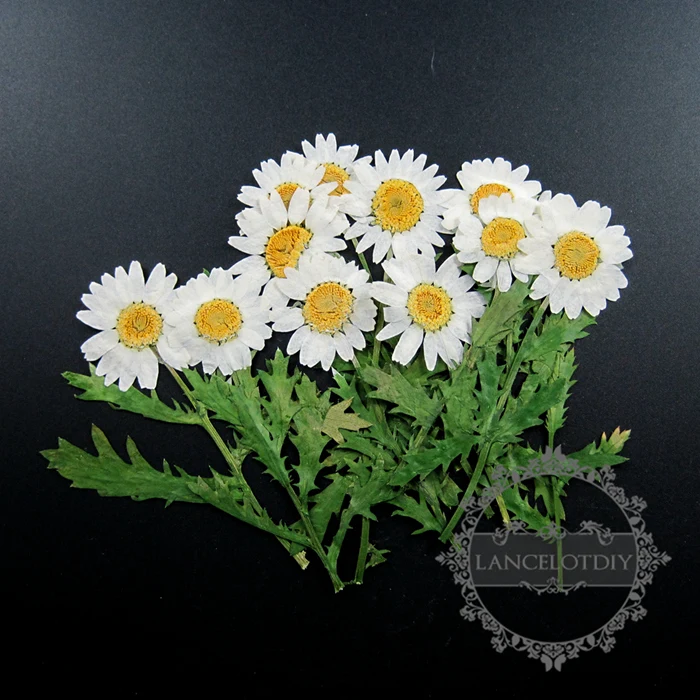 

small packs white chrysanthemum real dry pressed flower green leaf craft for DIY glass dome resin filling 1503100