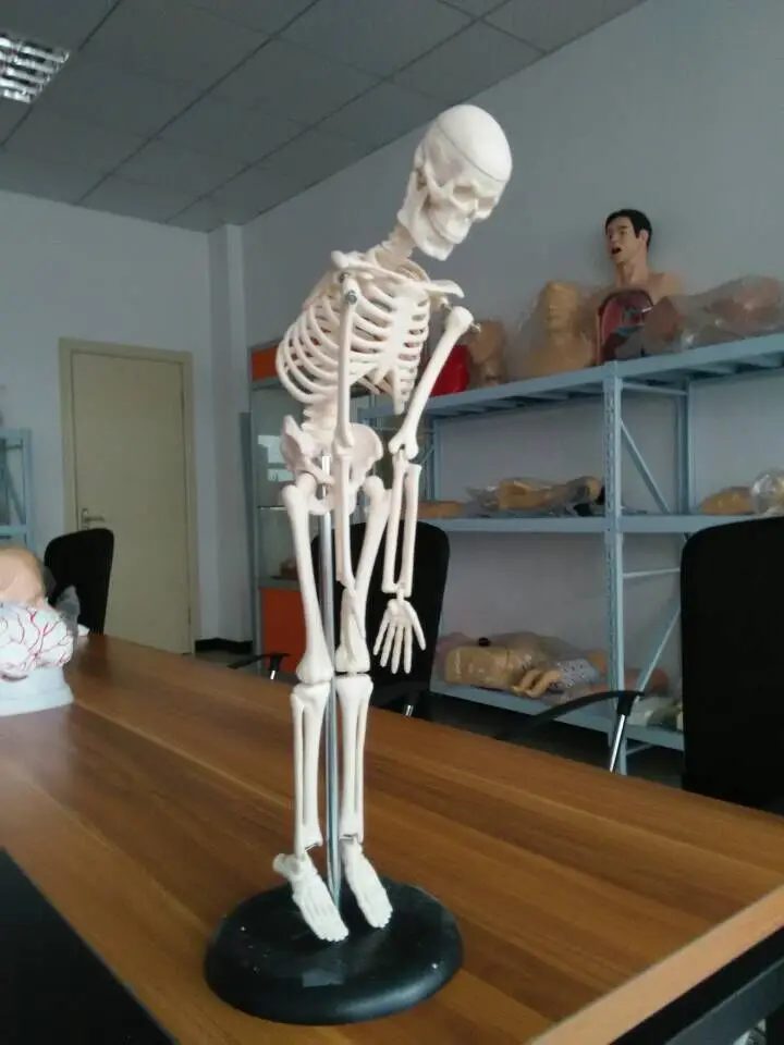Фоторамка модели (42 см)|skeleton model|model skeletonskeleton |