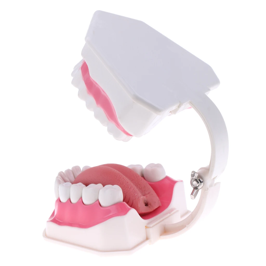 2X Large PVC Human Teeth Model with Removable Lower Teeth Teeth for Classroom Lab School Teaching Tools Student Learning Toy