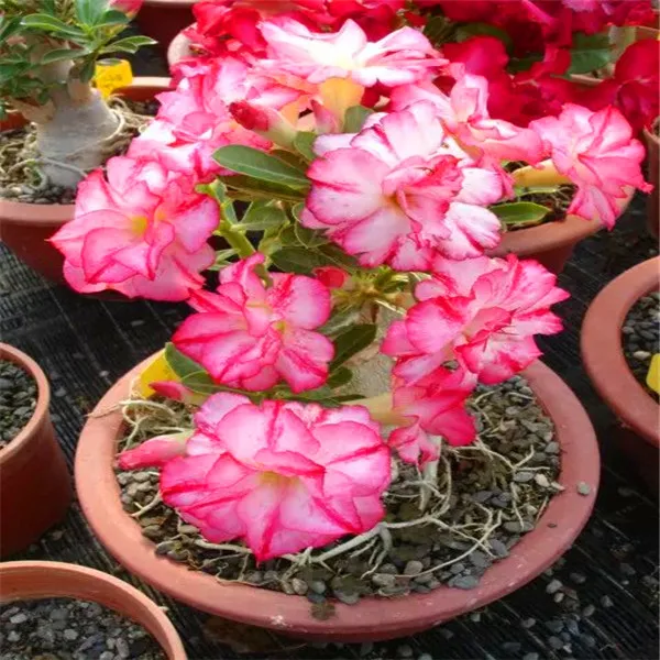 20 pcs 100% True Desert Rose plants Exotic Adenium Obesum plants Flower Bonsai plants Air Purification Home Garden Potted Flower