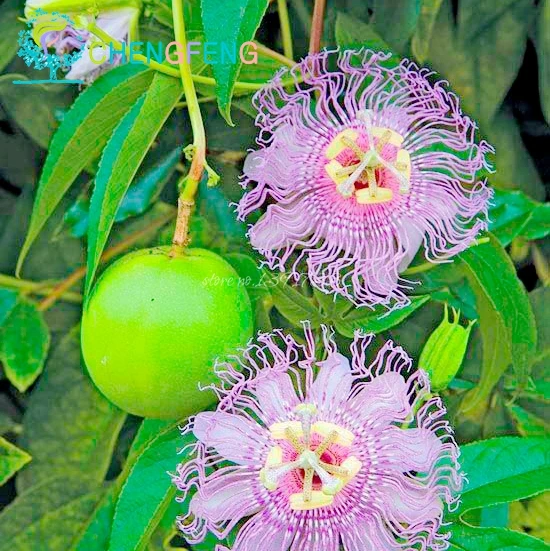 passiflora edulis plants for sale