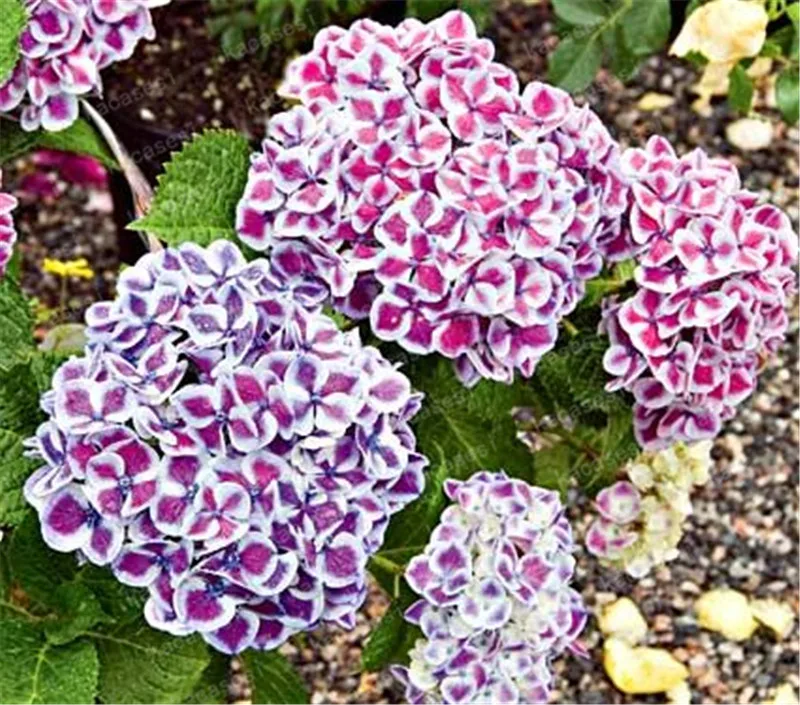 20pcs/pack Hydrangea Paniculata vanilla Fraise Strawberry Hydrangea bonsai Bonsai Flower bonsai Potted Plant For Home Garden Pla 20pcs/pack Hydrangea Paniculata vanilla Fraise Strawberry Hydrangea bonsai Bonsai Flower bonsai Potted Plant For Home Garden Pla