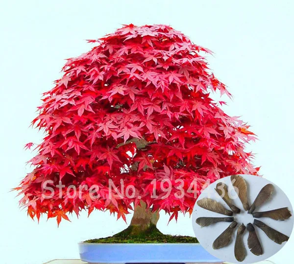 

20 Pcs Japanese Red Maple Foliage Plants Garden Flower Seedsplants, Professional Pack, Bonsai Plantas Natural Growth Ornaments