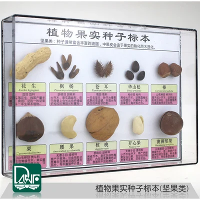 Образец растений фрукты и семена десять видов орехов фрукты наука учебный образец подарки для детей
