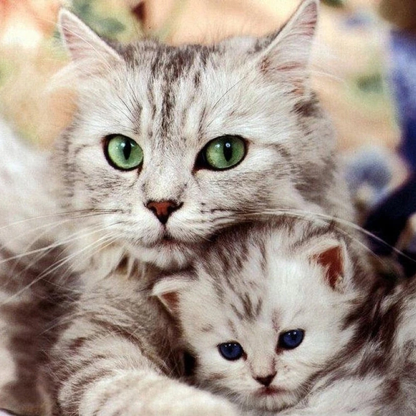 

5D Diamond Painting Cat And Kitten Cross Stitch Rhinestones Needlework Diamond Embroidery Full Diamond Decorative KBL