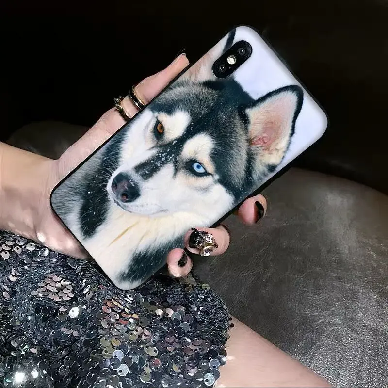 Animal dog husky