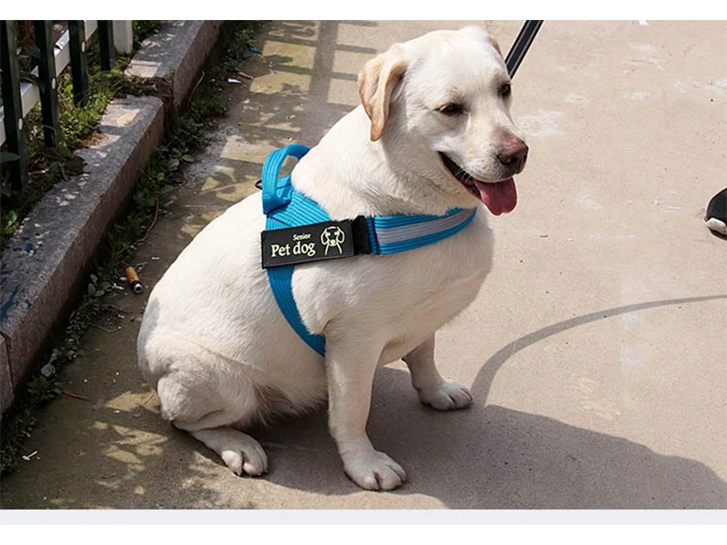 Harnesses-16-15