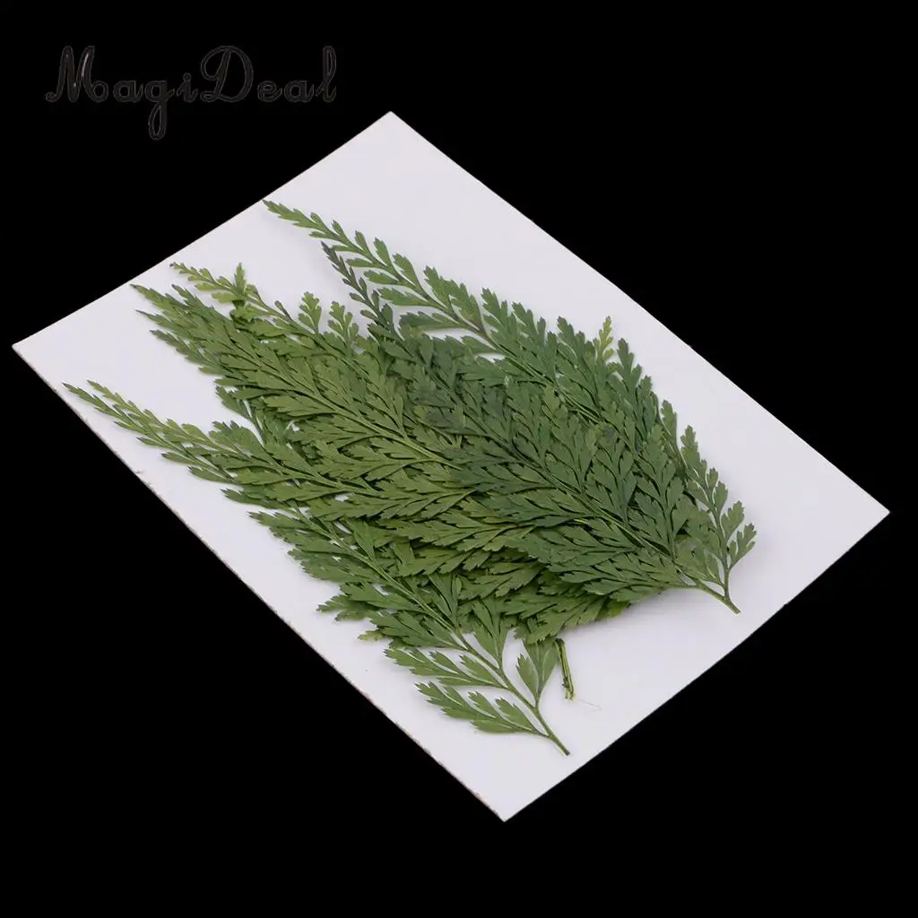 12pcs Real Pressed Fern Leaves Natural Dried Flowers for Art Craft Scrapbooking Card Making Resin Jewelry Craft DIY