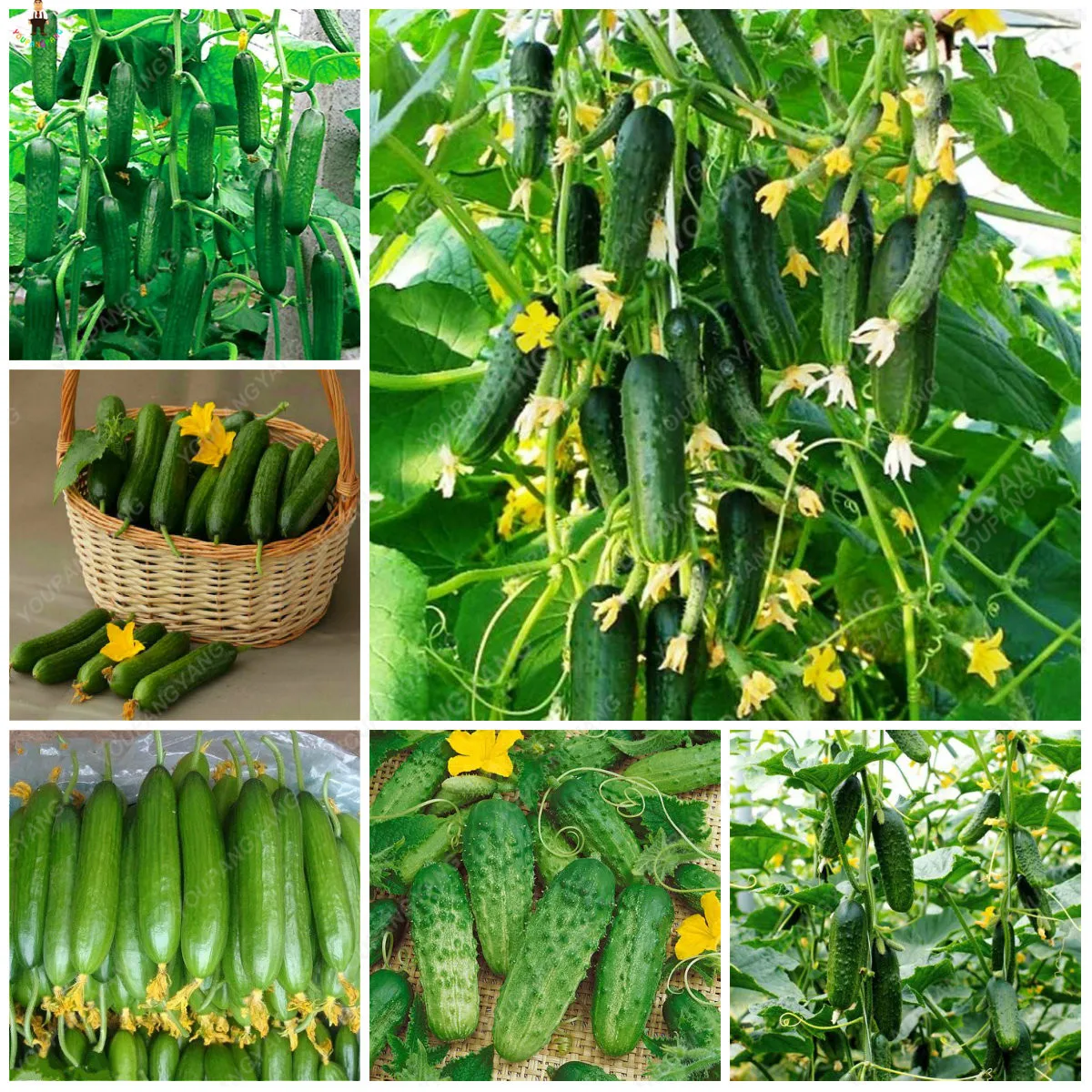 

Sale 200 Pcs Mixed Bonsai Cucumber Plants Green Healthy Vegetable Fruit Grow In Four Seasons For Winter Garden Decoration
