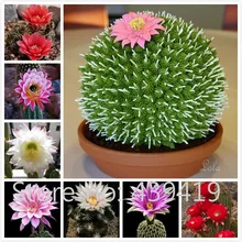 On Sale!! 500 Rare African Cactus Seeds Mixed Succulent tree Plant Purify Air Bonsai Resistant Heat Easy Care Creative + Gifts
