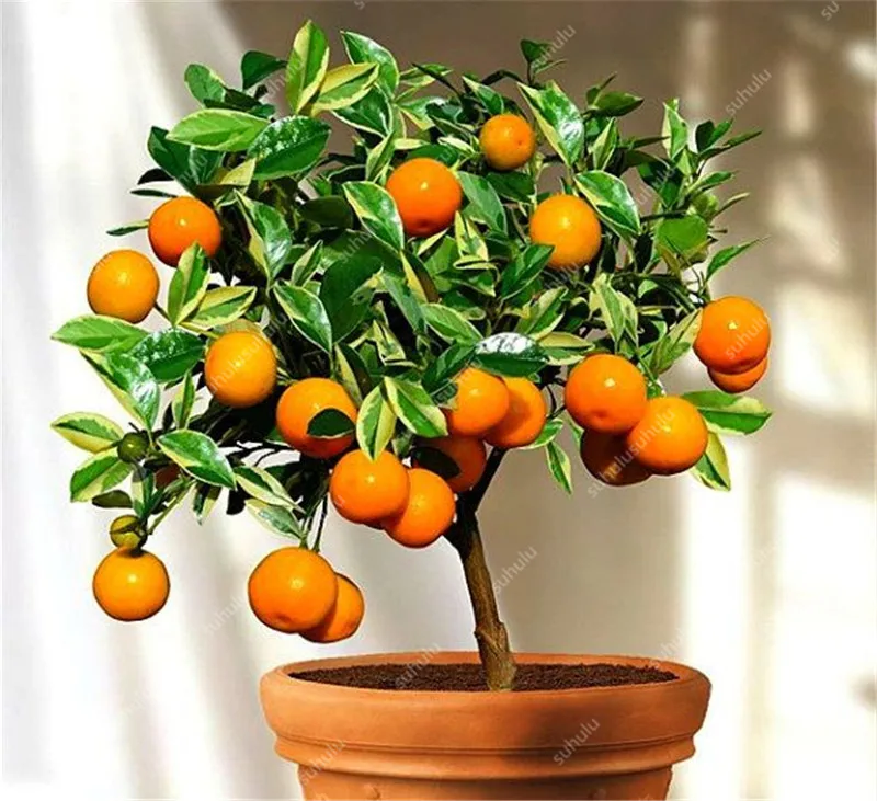 Bonsai 20 Pcs Orange Potted Edible Tangerine Citrus Fruit Dwarf Orange Tree Indoor Plant For Home Garden Non-GMO plants Bonsai 20 Pcs Orange Potted Edible Tangerine Citrus Fruit Dwarf Orange Tree Indoor Plant For Home Garden Non-GMO plants