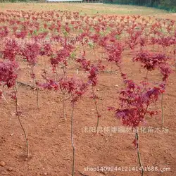 Japaneplante дерево кровавая красный кленовое клен дланевидный завод japaneplante, красные цветы, красная лента, planttriperplant 200 г/упак