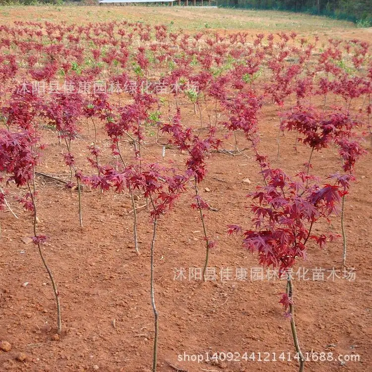 

Japaneplante tree bloody red maple Acer palmatum plant Japaneplante Red Ribbon Red planttriperplant 200g / Pack