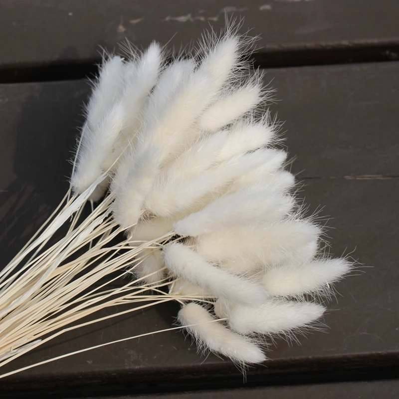 Natural Lagurus Ovatus Dried Flowers 19inches Grass Bunny Tails