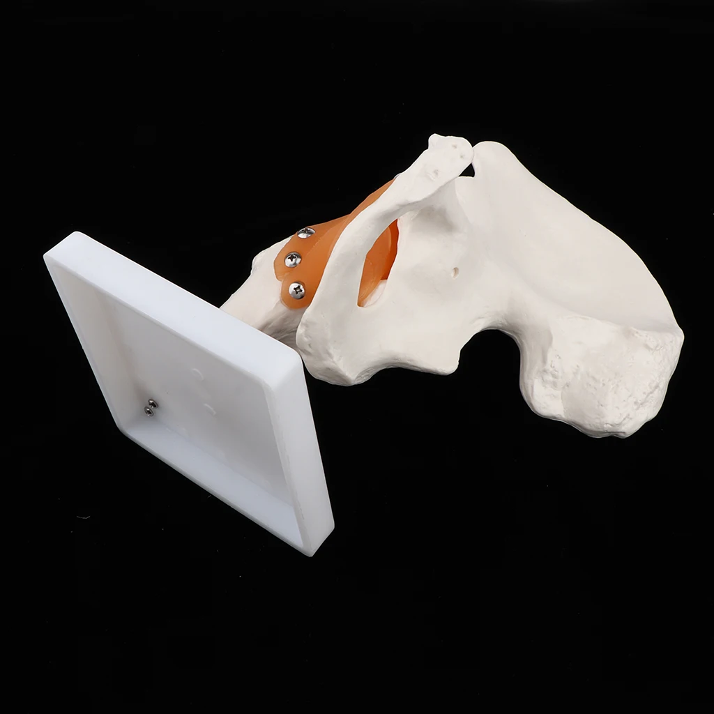 1:1 Lifesize Anatomical Human Hip Joint with Femur & Ligament Model - Skeleton Anatomy Lab Supplies School Study Display Kits