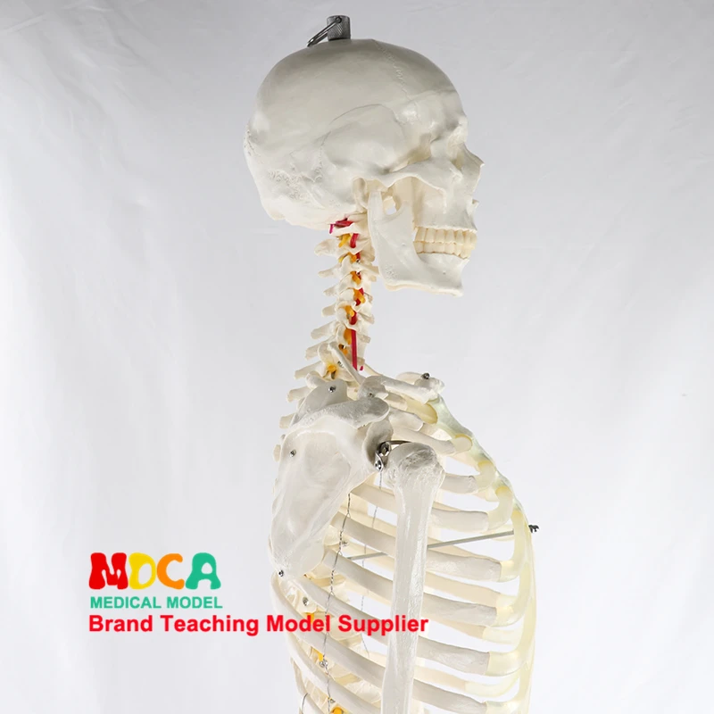 170 см модель скелета человека Белый Скелет спинного нерва Йога медицинское обучение MGG304