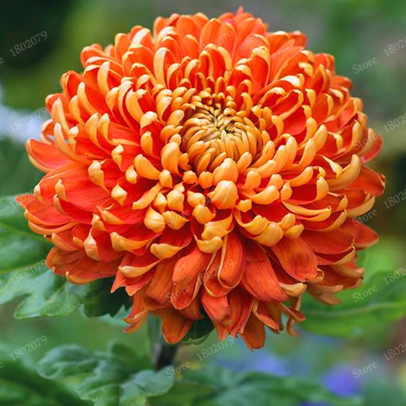 Buy 200 Pcs Chinese Mum Seeds Chrysanthemum Free Shipping