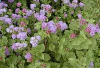 

1kg natural Sanguisorba officinalis extract burnet Extract powder