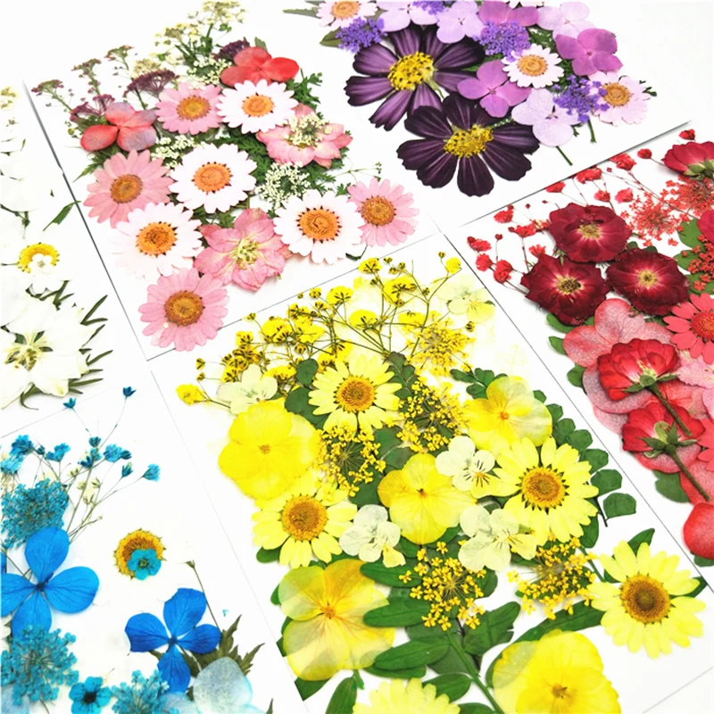 Pequeñas flores secas prensadas flores DIY conservadas flor decoración hogar Mini bloemen