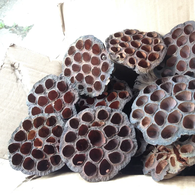 الطبيعية المجففة لوتس الزهور مكتب الديكور تشكيلة زهور المنزل حزب ديكور صور الدعامة التصوير براعم