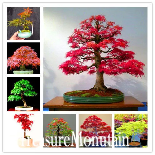 50 PCS Seeds Maple Rare Rainbow Japanese Bonsai Tree Plants Garden Free Shipping 