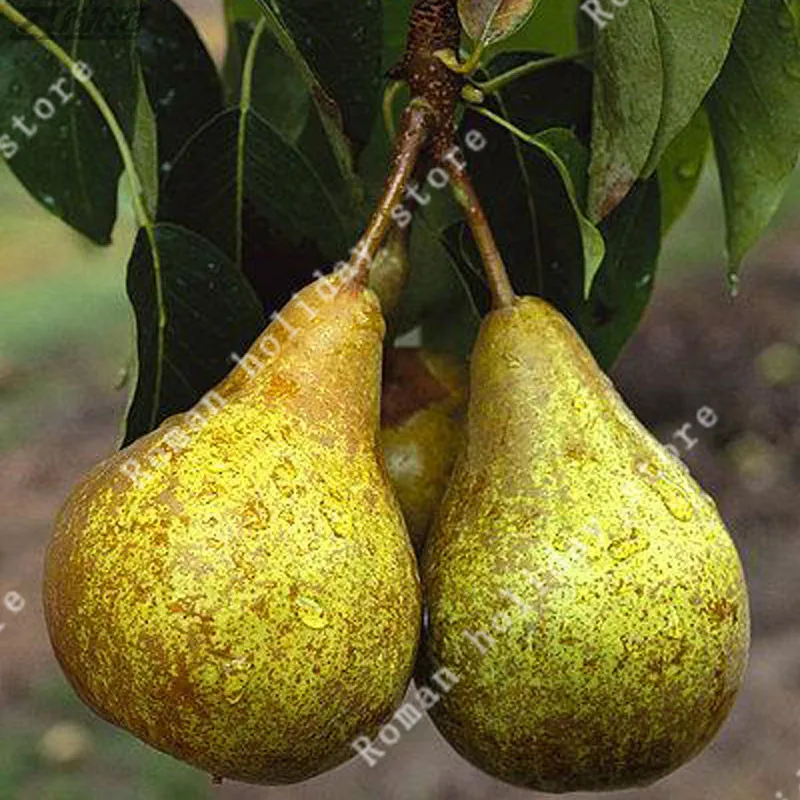 

ZLKING 50 Pcs Green Pear Big Original Easy Grow Non-GM Fresh Sweet Organic Tree Natural Tropical Fruit Bonsai