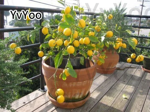 YVYOO Edible Fruit Meyer Lemon bonsai, Exotic Citrus Bonsai Lemon Tree Fresh plants fruit vegetable,20 pcs/bag B27 YVYOO Edible Fruit Meyer Lemon bonsai, Exotic Citrus Bonsai Lemon Tree Fresh plants fruit vegetable,20 pcs/bag B27