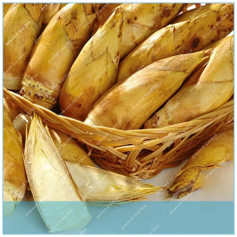ZLKING 20pcs Chinese Bamboo Ornamental Edible Plant Rare Bamboo Shoots