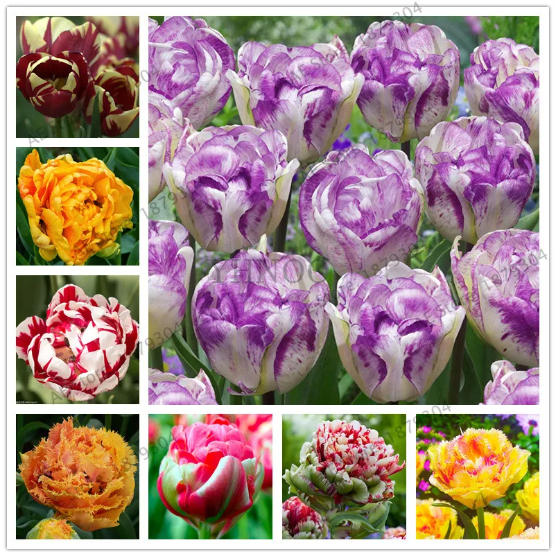 

2 pcs / lot Mini Purple Tulip Bulb Bulb Root Flower Balcony Potted Perennial Flower It is a bulb (not a tulip bonsai)