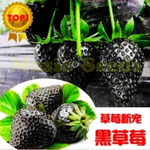 1bag=300PCS HOT SALE Black Strawberry Seeds Bonsai Rare Fruit Seeds climbing PLANT ORGANIC Home & Garden Exotic free shipping