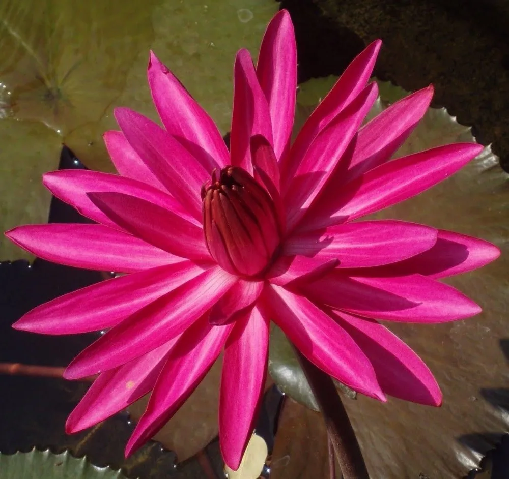 

Indian Red Water lily Nymphaea Rubra 5 Fresh lotus