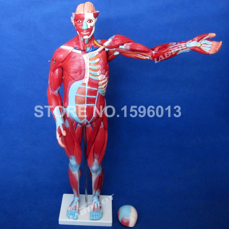 334 muscle model (6)