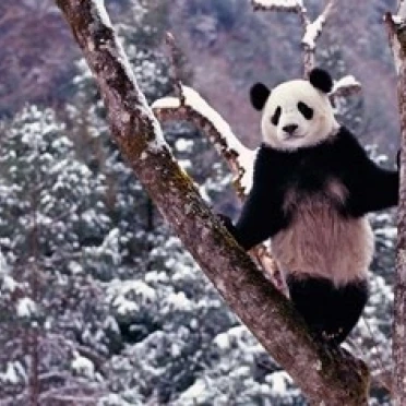 Giant Panda Standing on Tree  Wolong  Sichuan  China Poster Print by Keren Su (18 x 12)